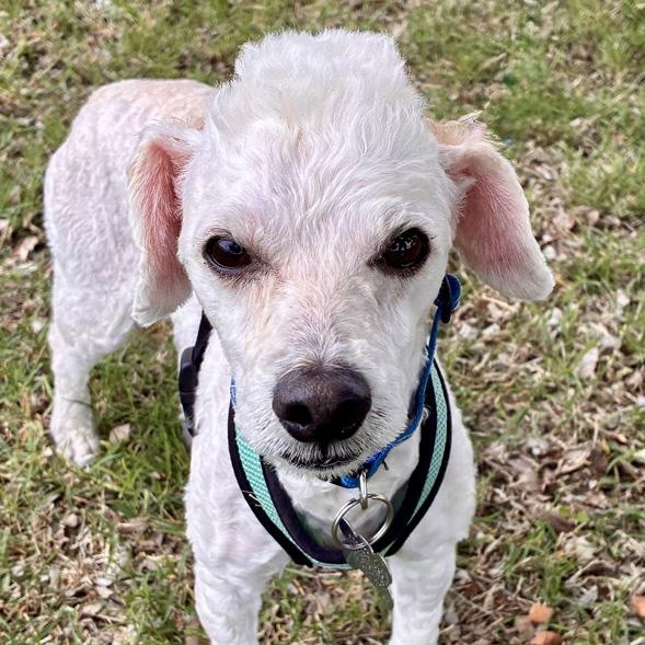 Enlarge Bellamy, an adopted mixed breed in Oklahoma City, OK image 2/4