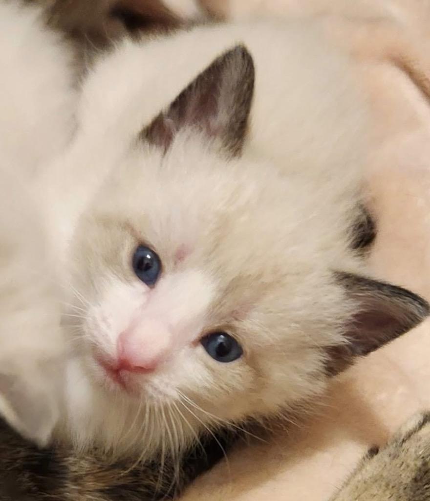 ZaZu, Adoptable, Kitten Male Domestic Short Hair.