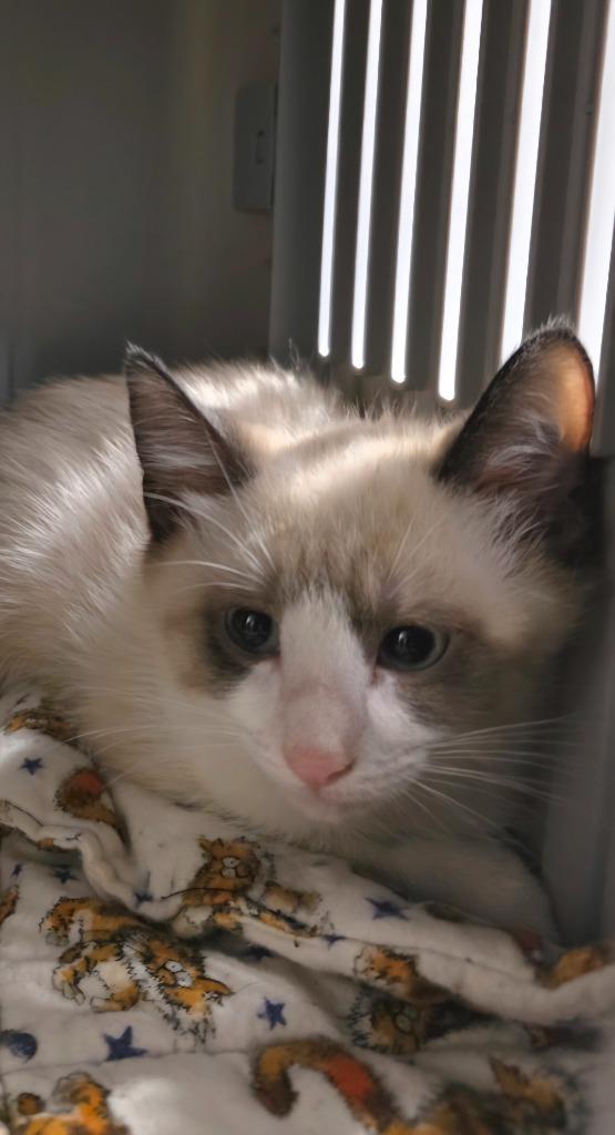 Enlarge ZaZu, a Adoptable mixed breed in Neosho, MO image 2/2