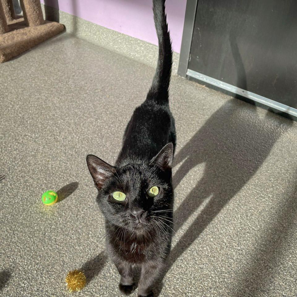 Enlarge January, a Adoptable mixed breed in Huntley, IL image 3/6