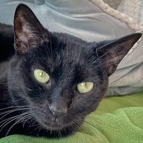 Enlarge January, a Adoptable mixed breed in Huntley, IL image 1/6