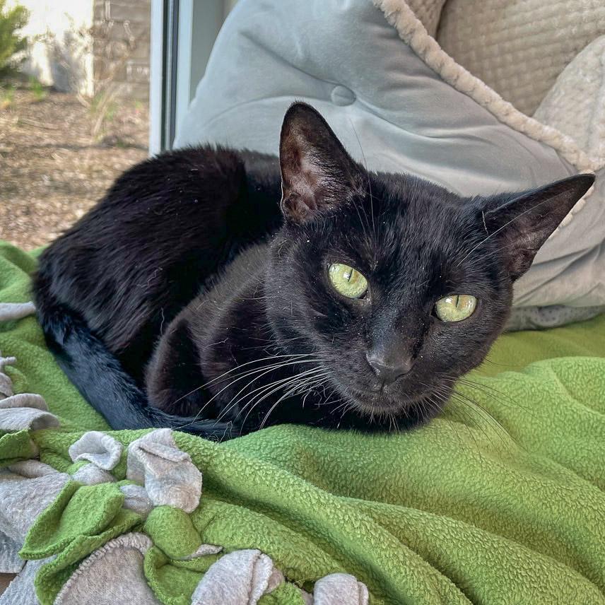 Enlarge January, a Adoptable mixed breed in Huntley, IL image 2/6