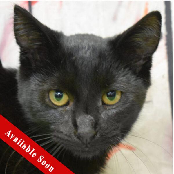 January, adoptable, Young Male Bombay & Domestic Short Hair.