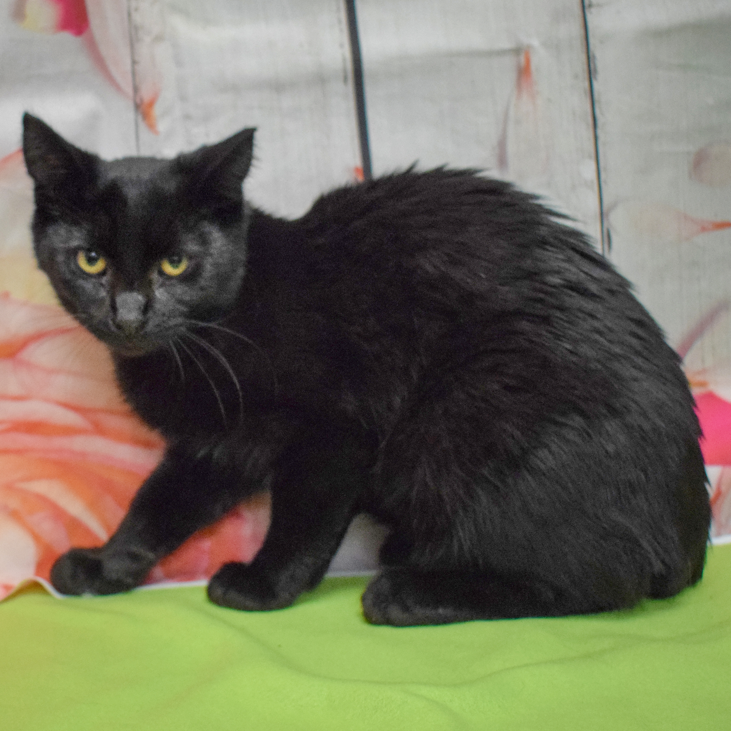 Enlarge January, a Adoptable mixed breed in Huntley, IL image 5/6