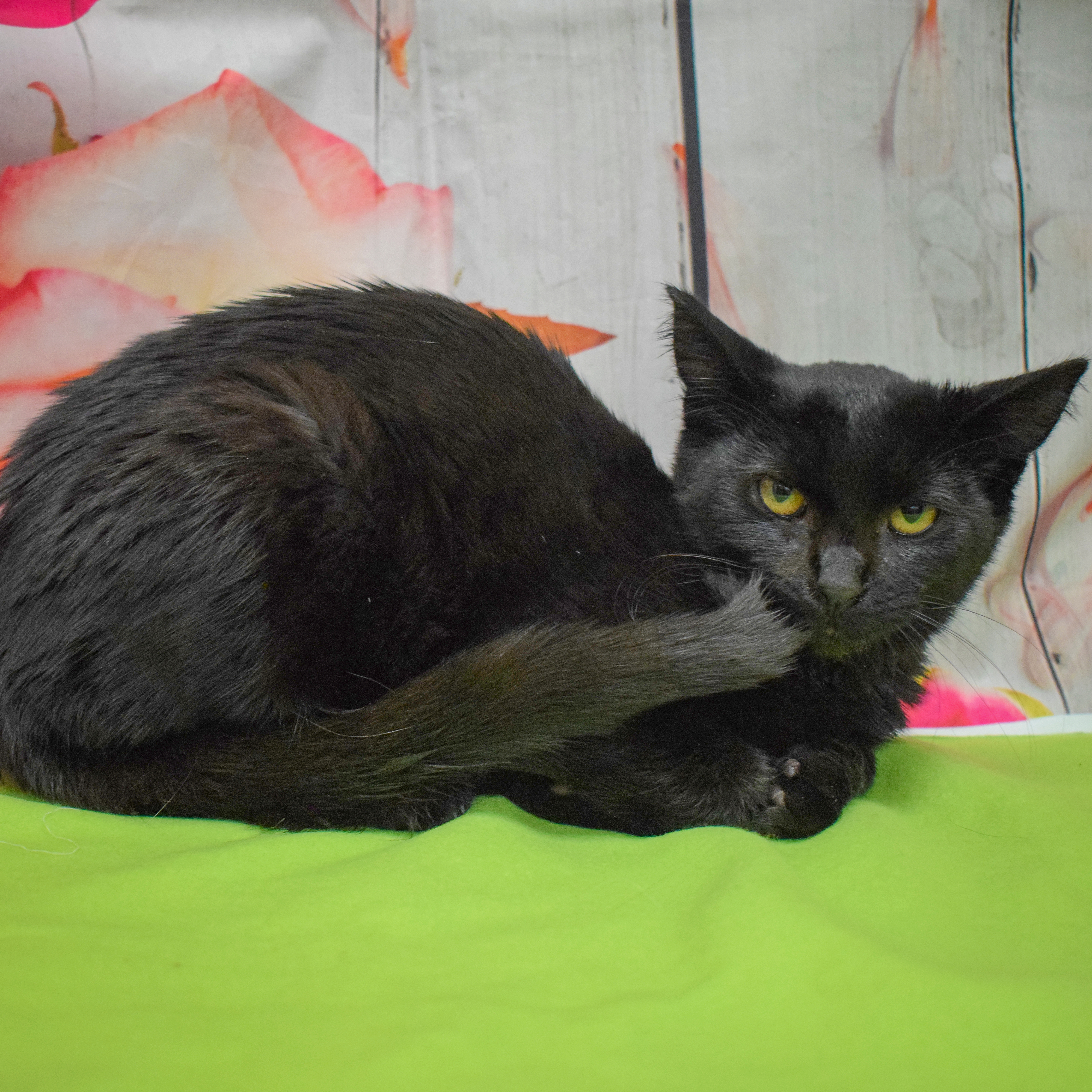 Enlarge January, a Adoptable mixed breed in Huntley, IL image 6/6