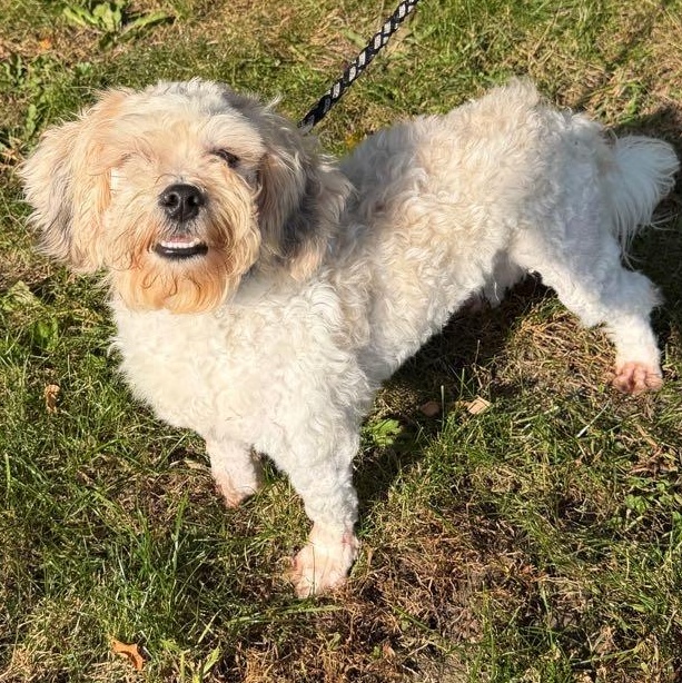 Bruce, Adoptable, Adult Male Shih Tzu & Bichon Frise.