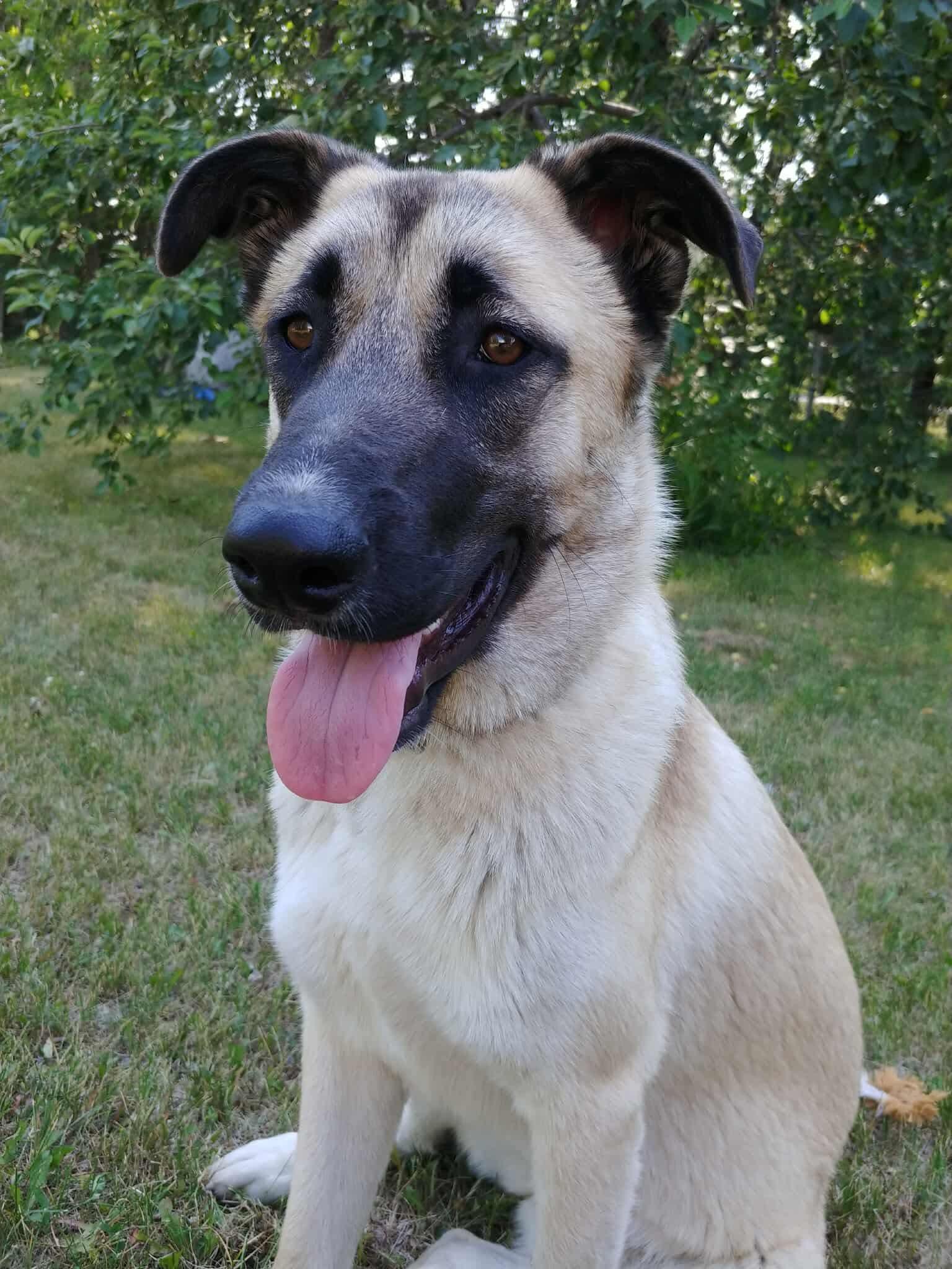 Prim, Baby Female Shepherd