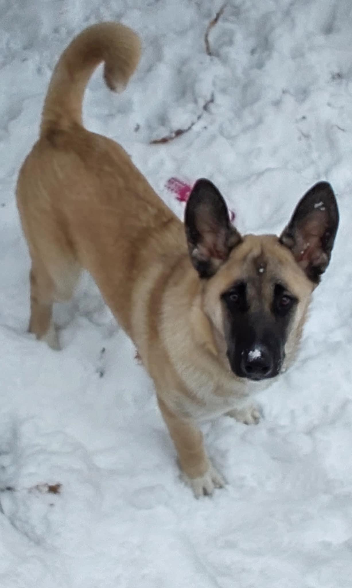 Prim, an adoptable Shepherd in Winnipeg, MB, R2C 1P2 | Photo Image 4