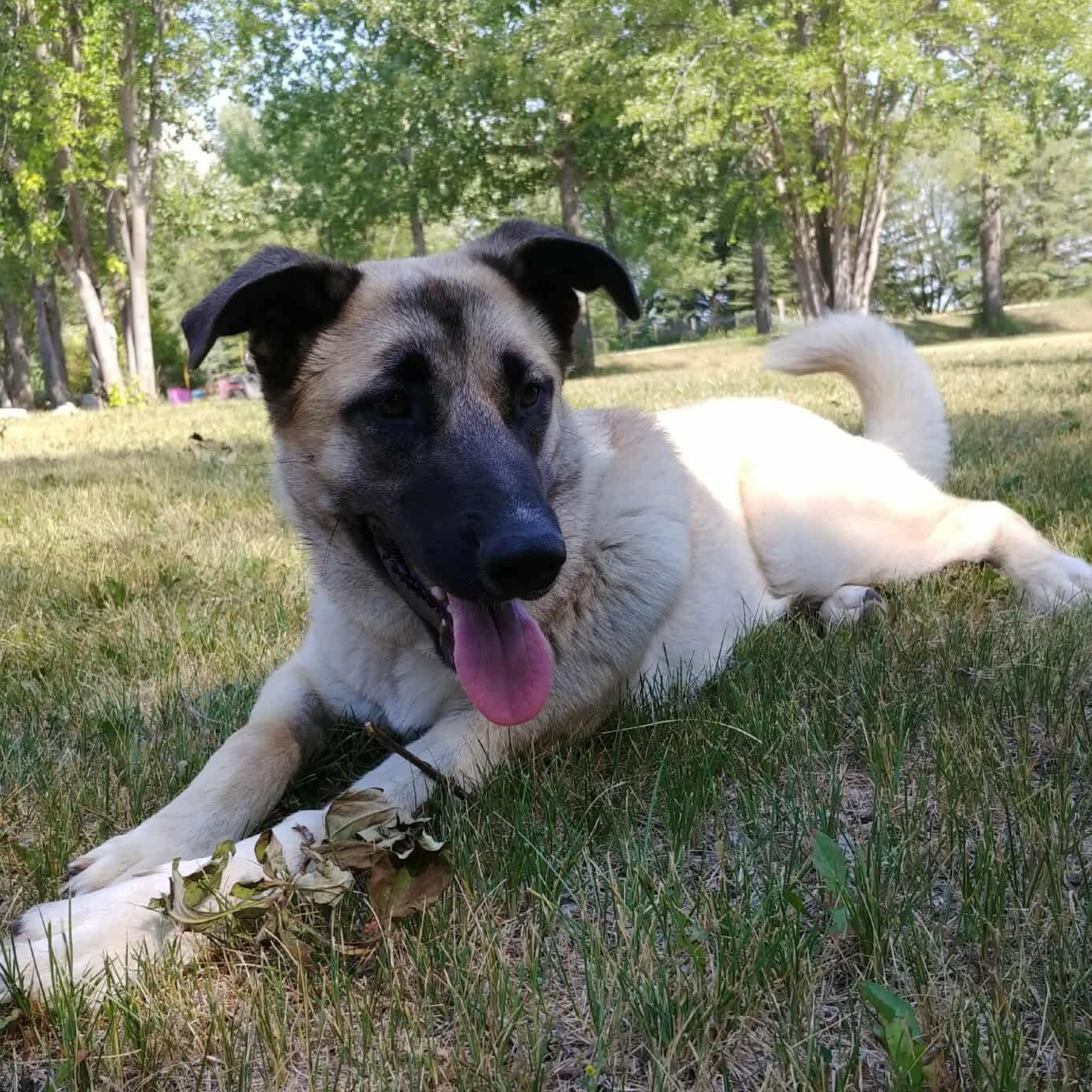 Prim, an adoptable Shepherd in Winnipeg, MB, R2C 1P2 | Photo Image 3