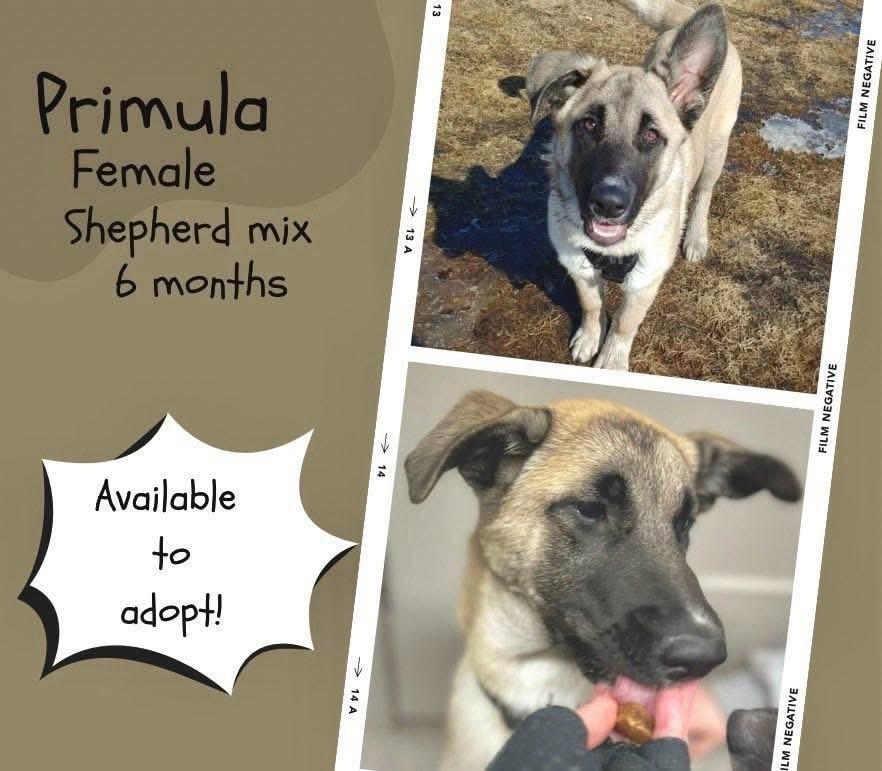 Prim, an adoptable Shepherd in Winnipeg, MB, R2C 1P2 | Photo Image 3