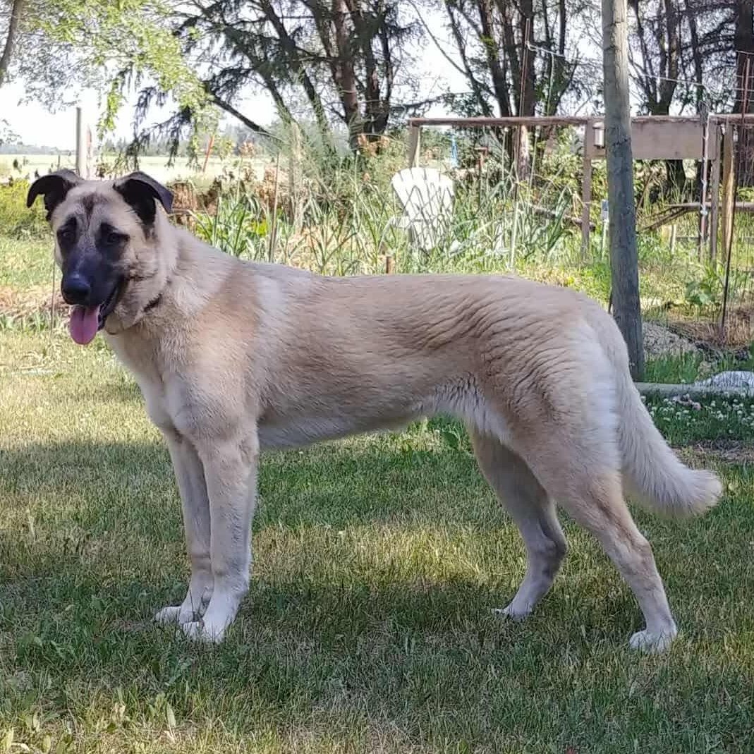 Prim, an adoptable Shepherd in Winnipeg, MB, R2C 1P2 | Photo Image 4