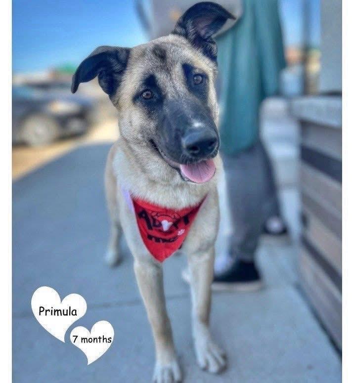 Prim, an adoptable Shepherd in Winnipeg, MB, R2C 1P2 | Photo Image 2