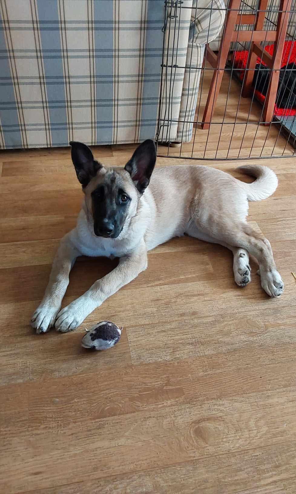 Prim, an adoptable Shepherd in Winnipeg, MB, R2C 1P2 | Photo Image 6