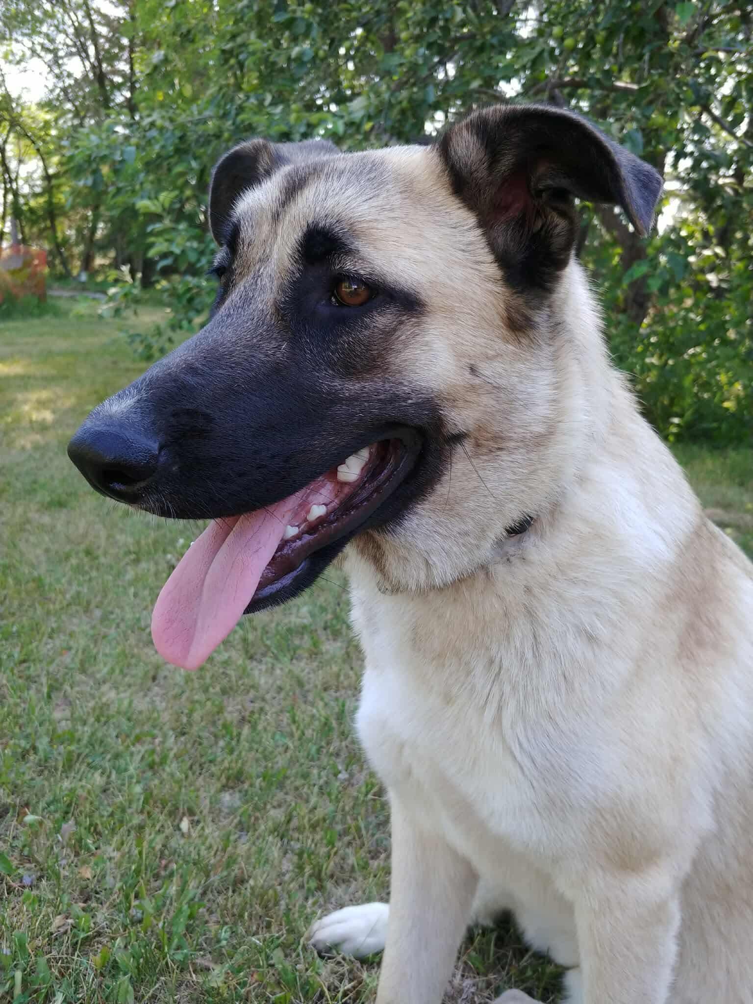 Prim, an adoptable Shepherd in Winnipeg, MB, R2C 1P2 | Photo Image 2