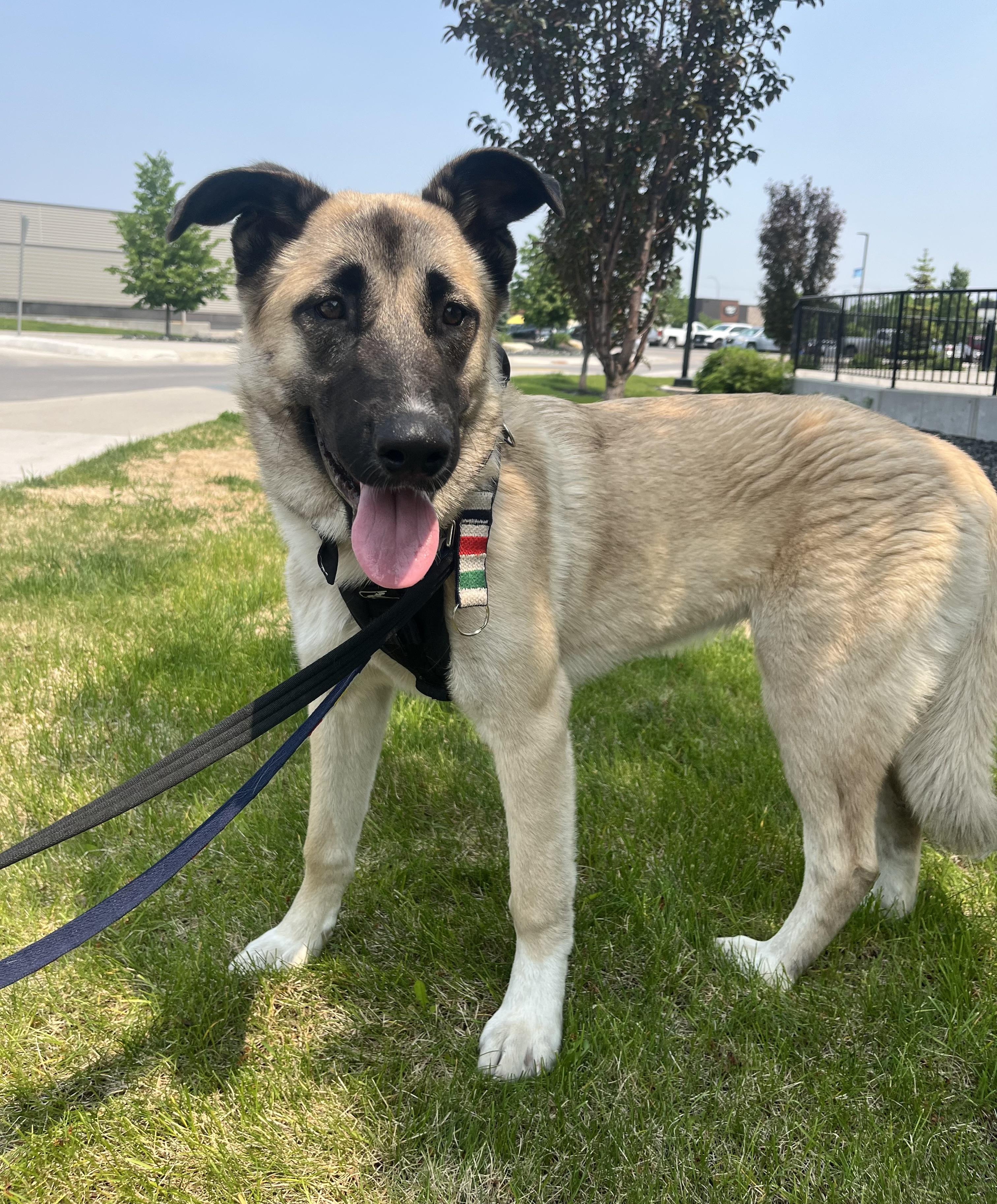 Prim, an adoptable Shepherd in Winnipeg, MB, R2C 1P2 | Photo Image 1