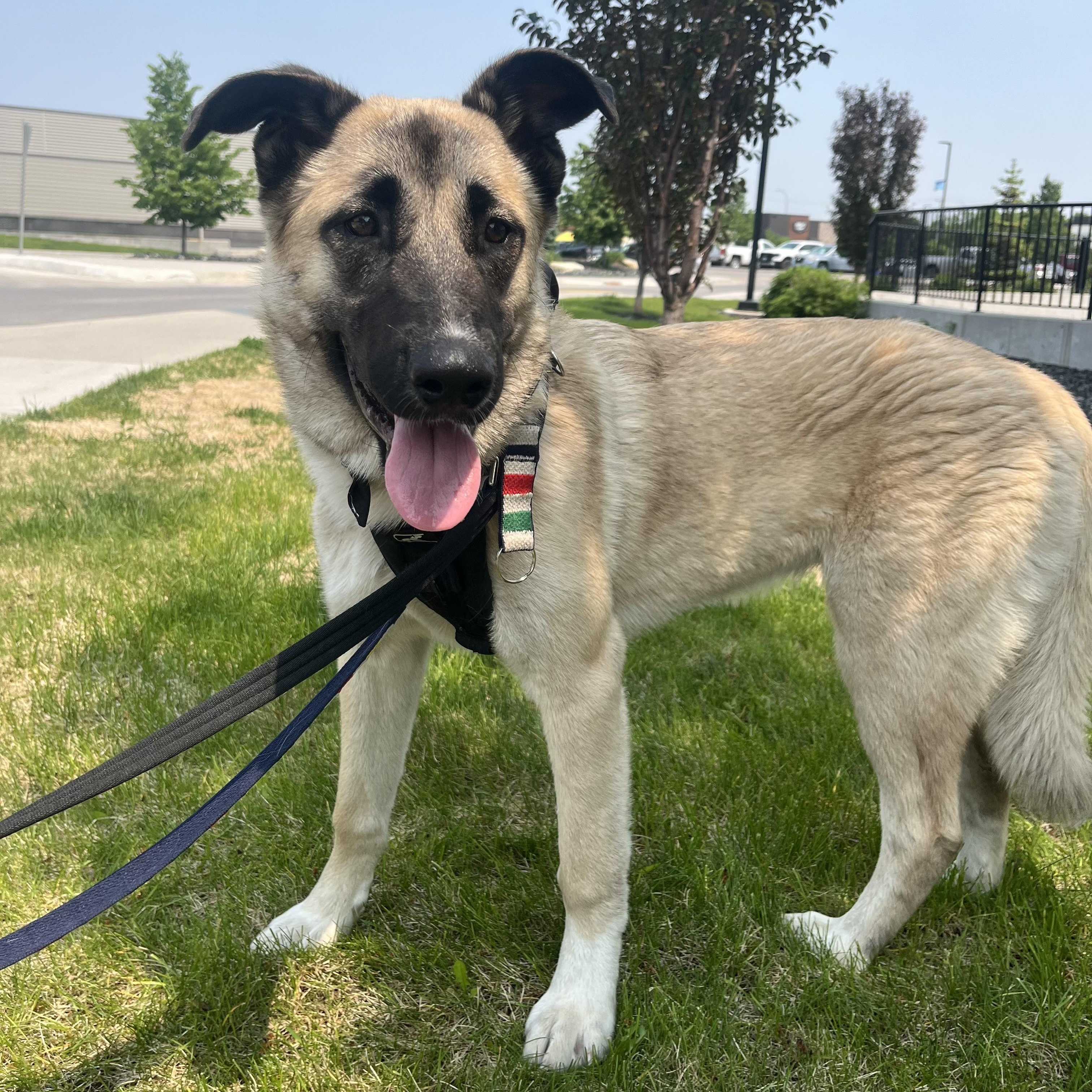 Prim, an adoptable Shepherd in Winnipeg, MB, R2C 1P2 | Photo Image 6