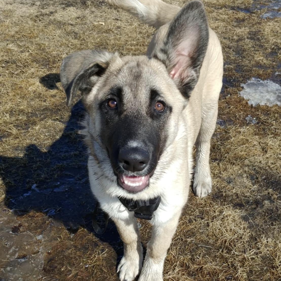 Prim, an adoptable Shepherd in Winnipeg, MB, R2C 1P2 | Photo Image 5