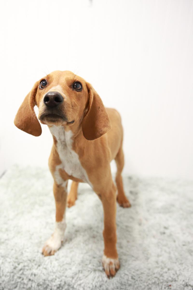 Enlarge Brooks, a ADOPTABLE mixed breed in Loogootee, IN image 1/1