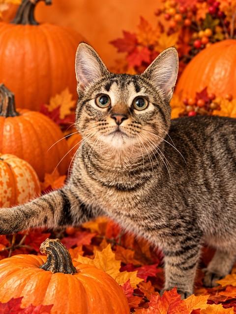 Cleo- (AKA Crazy Cleo) 54162, Adoptable, Kitten Female Domestic Short Hair.