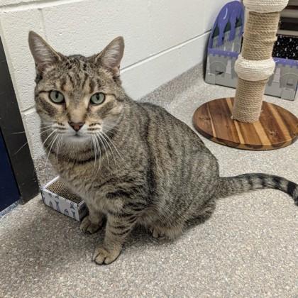 Enlarge Meowser, a Adoptable mixed breed in Wheaton, IL image 1/3