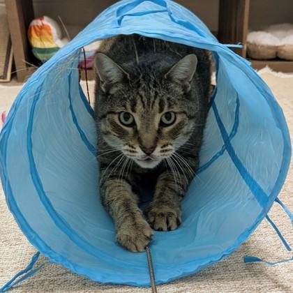 Enlarge Meowser, a Adoptable mixed breed in Wheaton, IL image 2/3