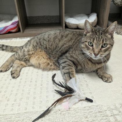 Enlarge Meowser, a Adoptable mixed breed in Wheaton, IL image 3/3