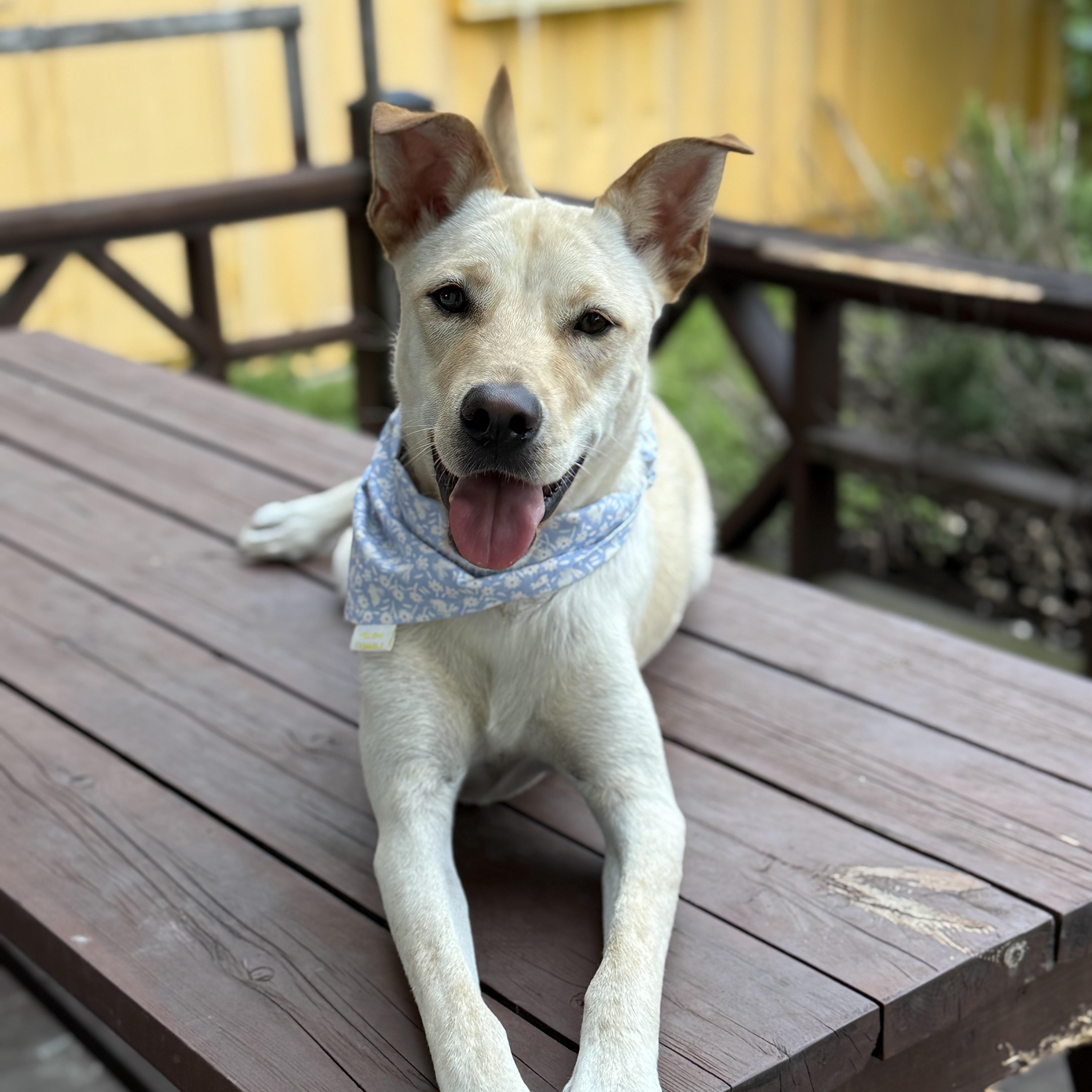 Mario, a Adoptable mixed breed image 4/6