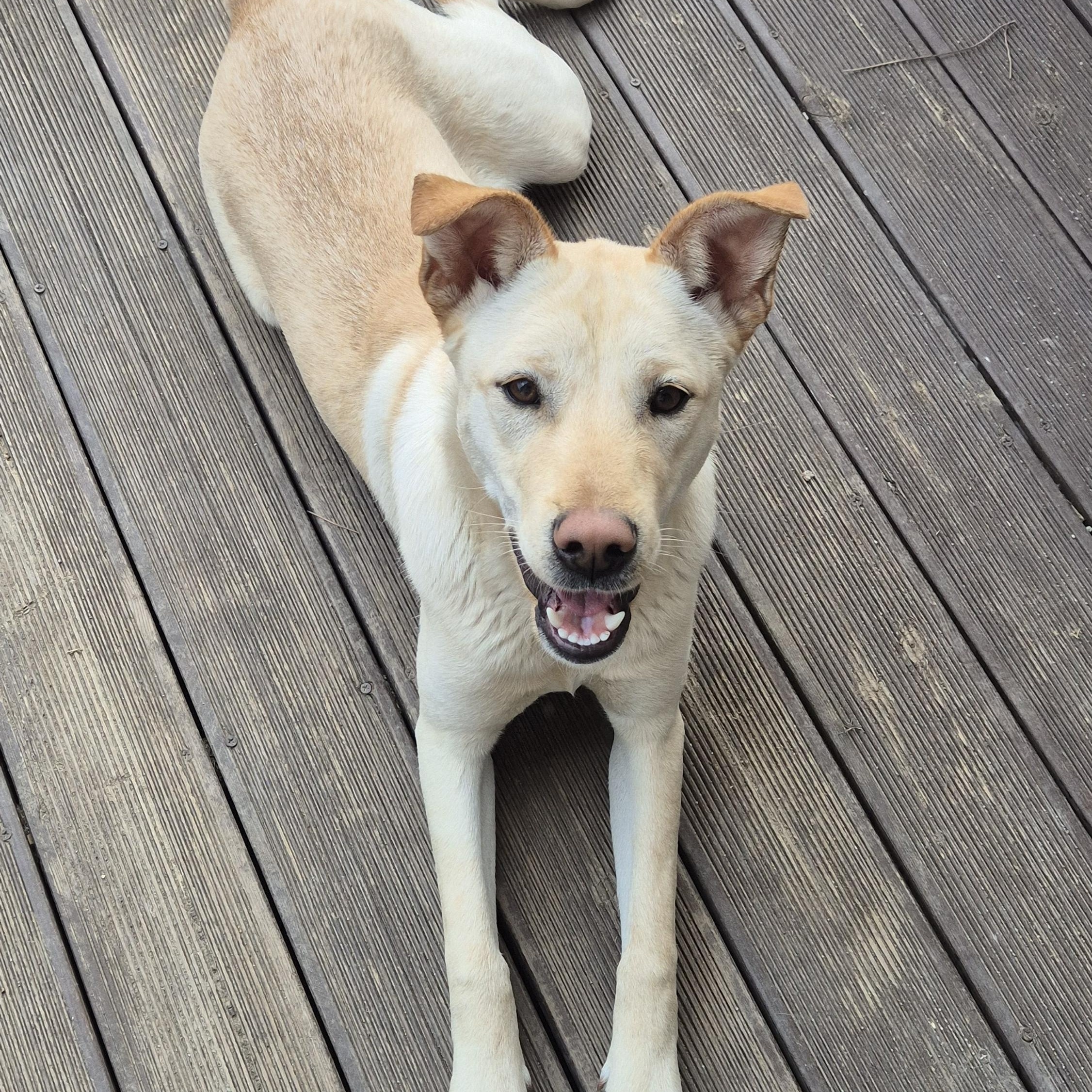 Mario, a Adoptable mixed breed image 6/6