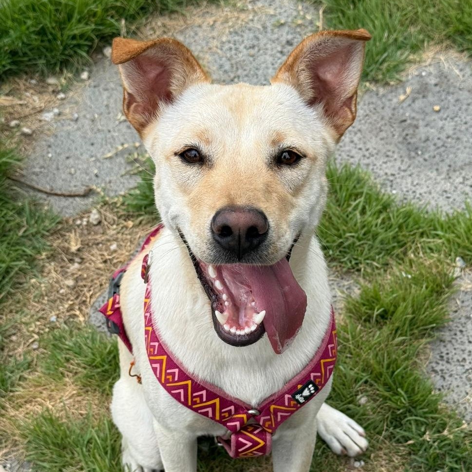Mario, Adoptable, Adult Male Jindo.