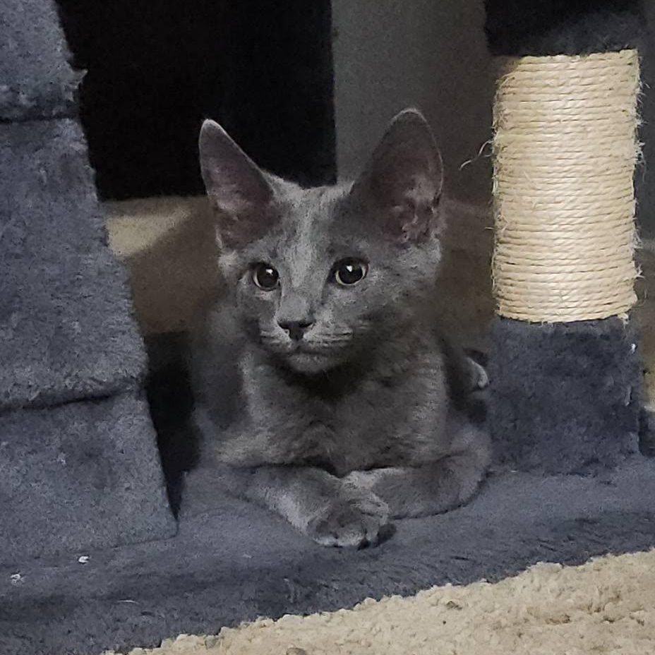 Enlarge Jojo, a Adoptable Domestic Medium Hair in Queen Creek, AZ image 4/6