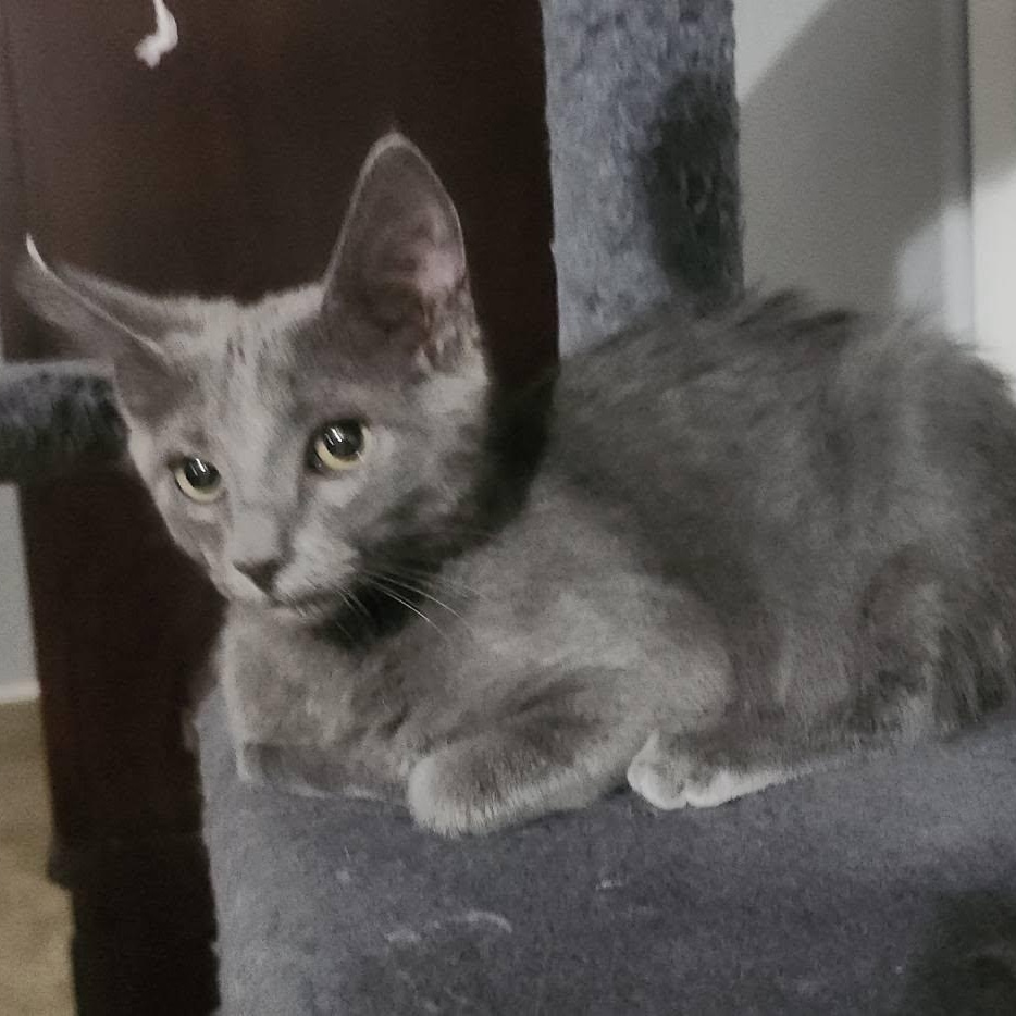 Enlarge Jojo, a Adoptable Domestic Medium Hair in Queen Creek, AZ image 3/6
