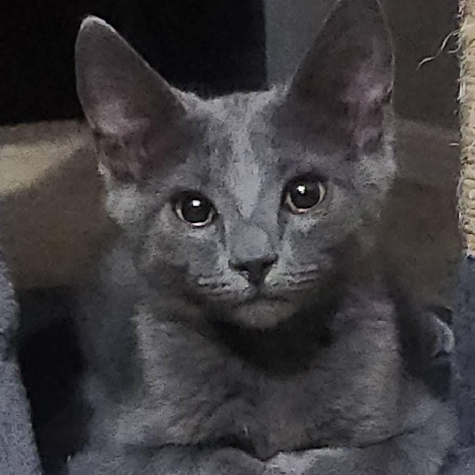Jojo, Adoptable, Kitten Male Domestic Medium Hair.