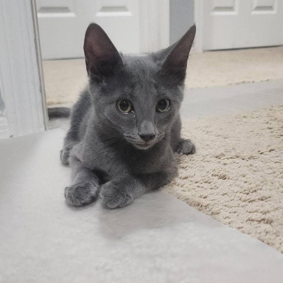 Enlarge Jojo, a Adoptable Domestic Medium Hair in Queen Creek, AZ image 6/6