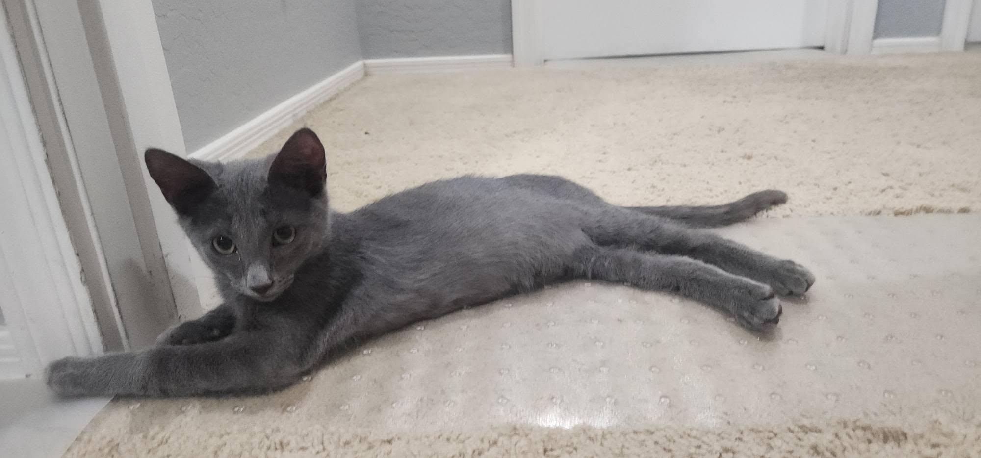 Enlarge Jojo, a Adoptable Domestic Medium Hair in Queen Creek, AZ image 5/6