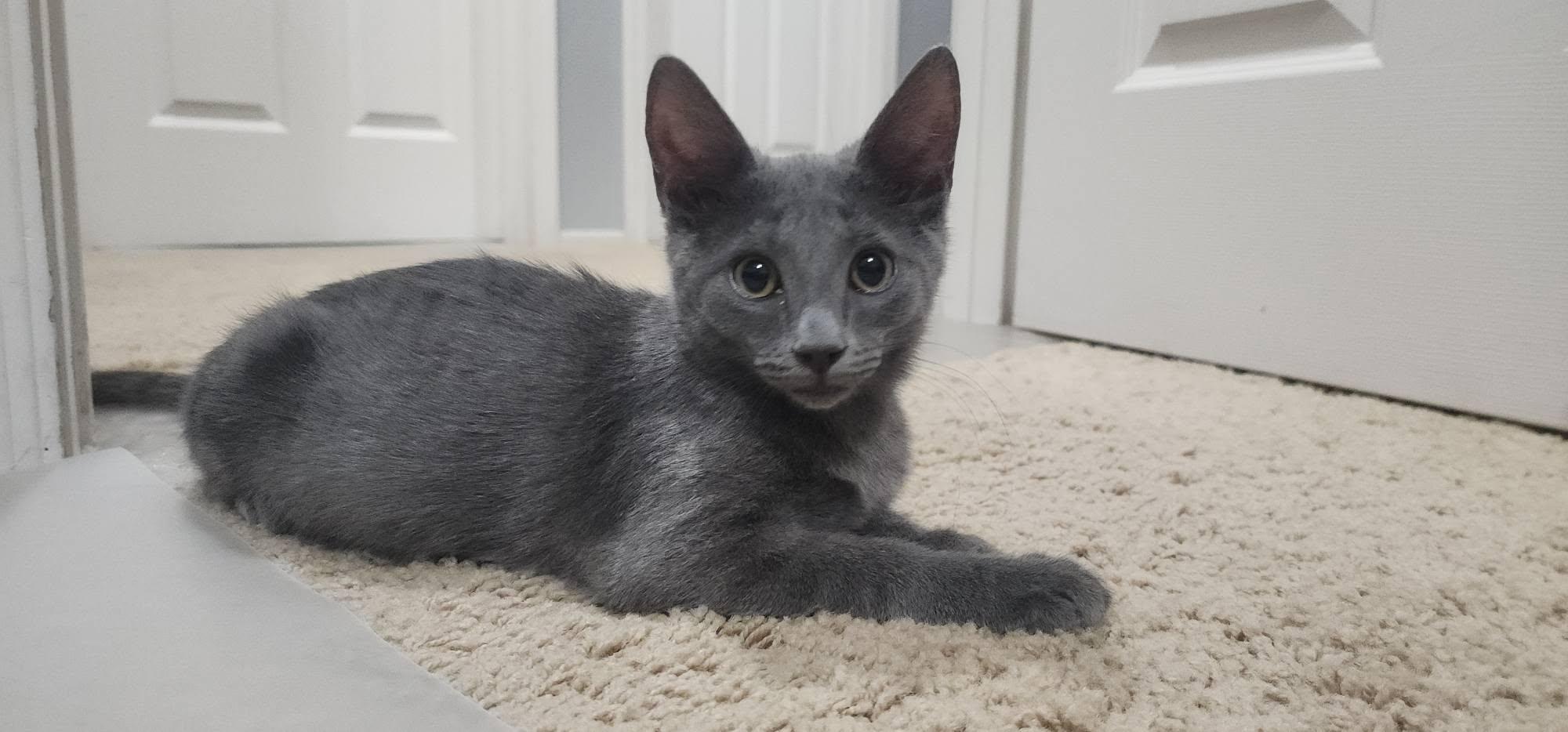 Enlarge Jojo, a Adoptable Domestic Medium Hair in Queen Creek, AZ image 2/6
