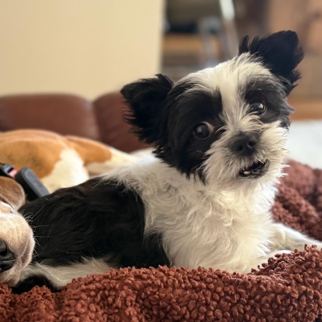 Cricket, ADOPTABLE, Adult Female Shih Tzu.