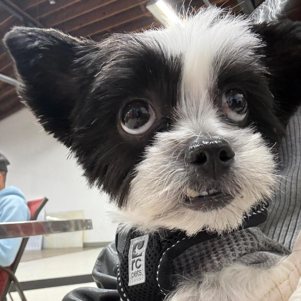 Enlarge Cricket, a ADOPTABLE Shih Tzu in Chicago, IL image 5/5