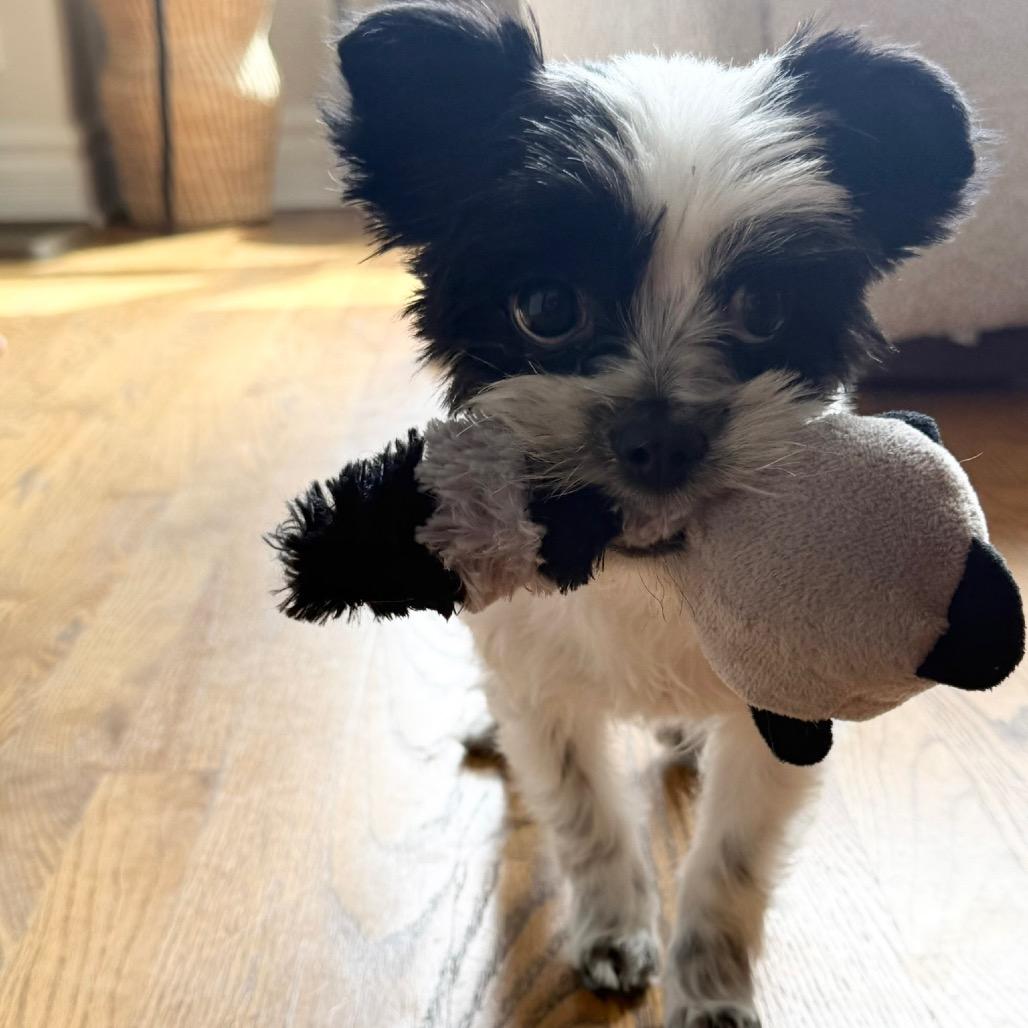 Enlarge Cricket, a ADOPTABLE Shih Tzu in Chicago, IL image 2/5