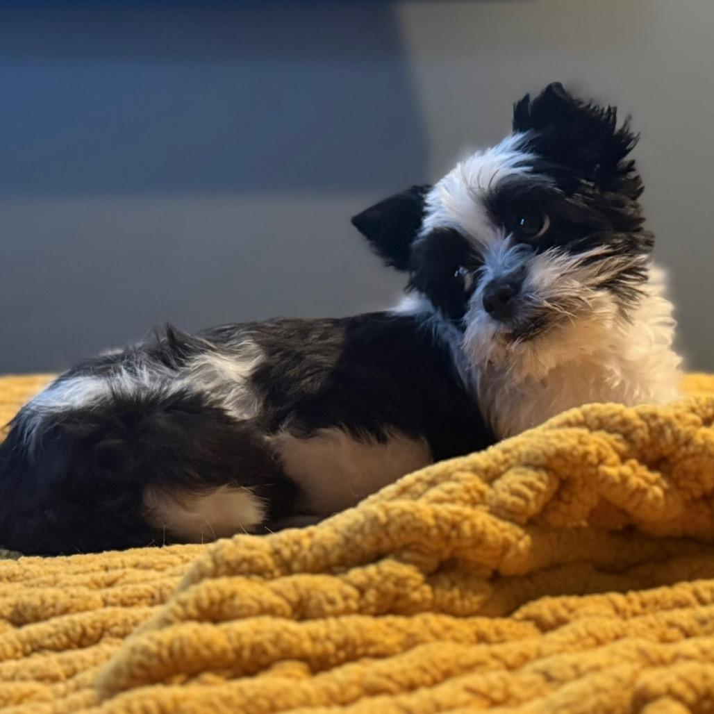 Enlarge Cricket, a ADOPTABLE Shih Tzu in Chicago, IL image 3/5