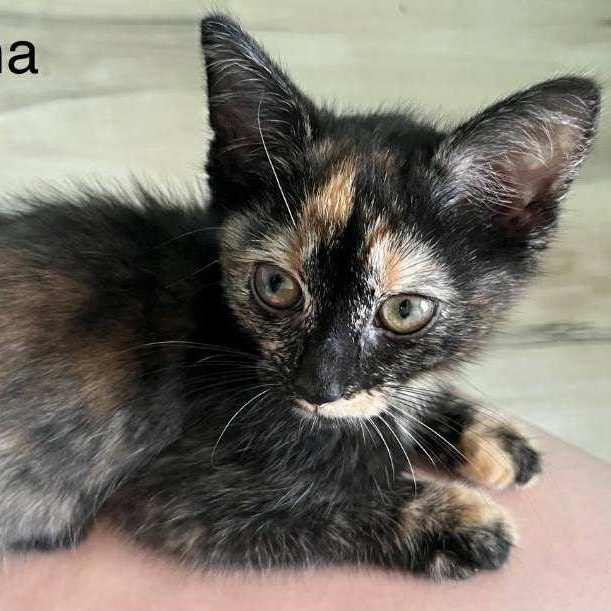 Anna, Baby Female Tortoiseshell