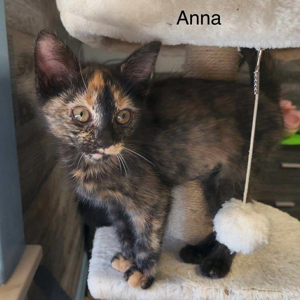 Anna photo 2