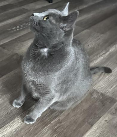 Enlarge Evangeline, a Adoptable Domestic Short Hair in North Bergen, NJ image 3/6