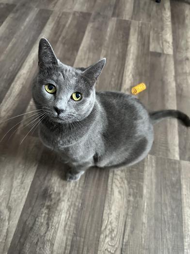 Enlarge Evangeline, a Adoptable Domestic Short Hair in North Bergen, NJ image 6/6