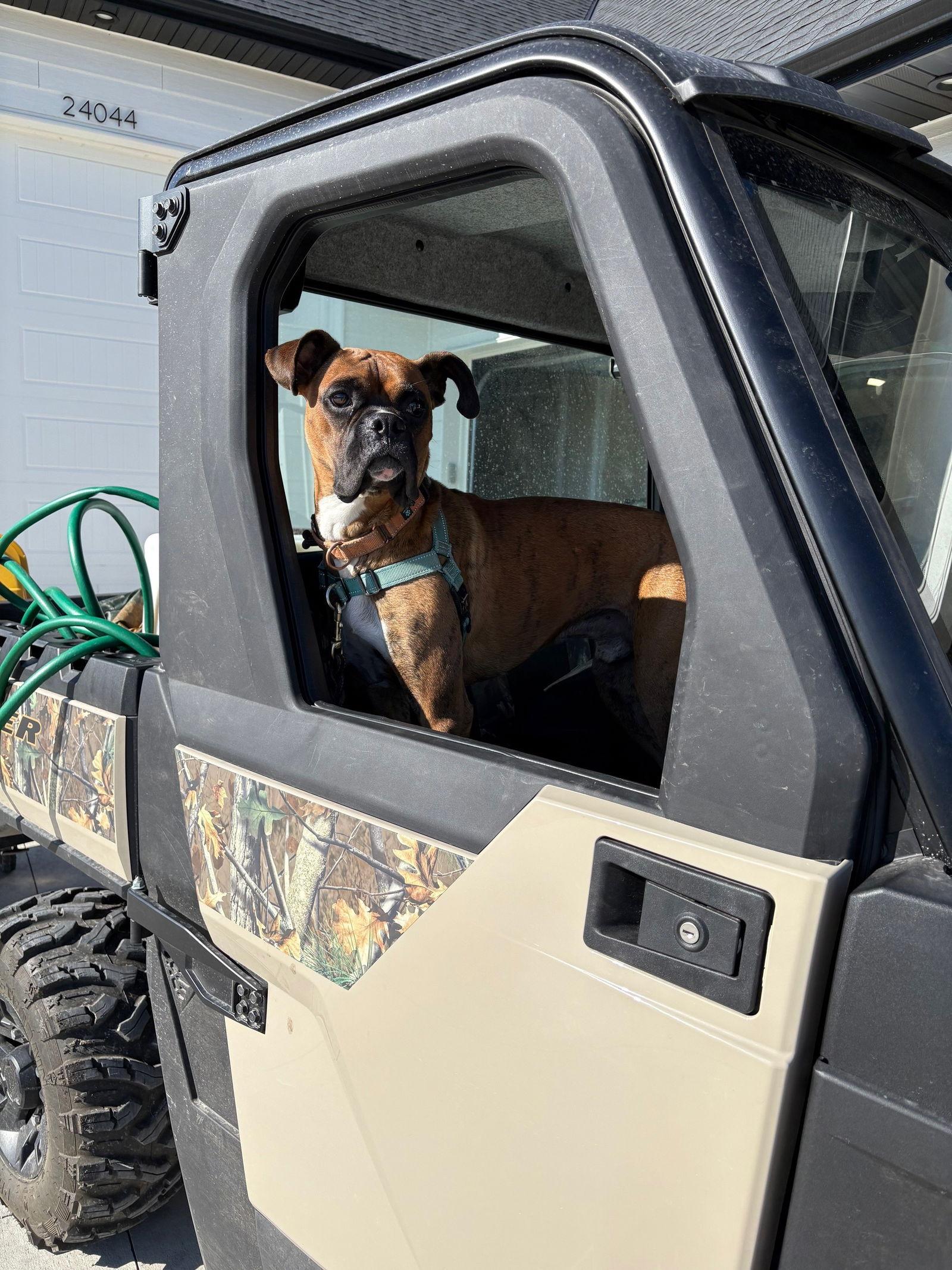Satchmo *Adoption Pending*, Adoptable, Adult Male Boxer.