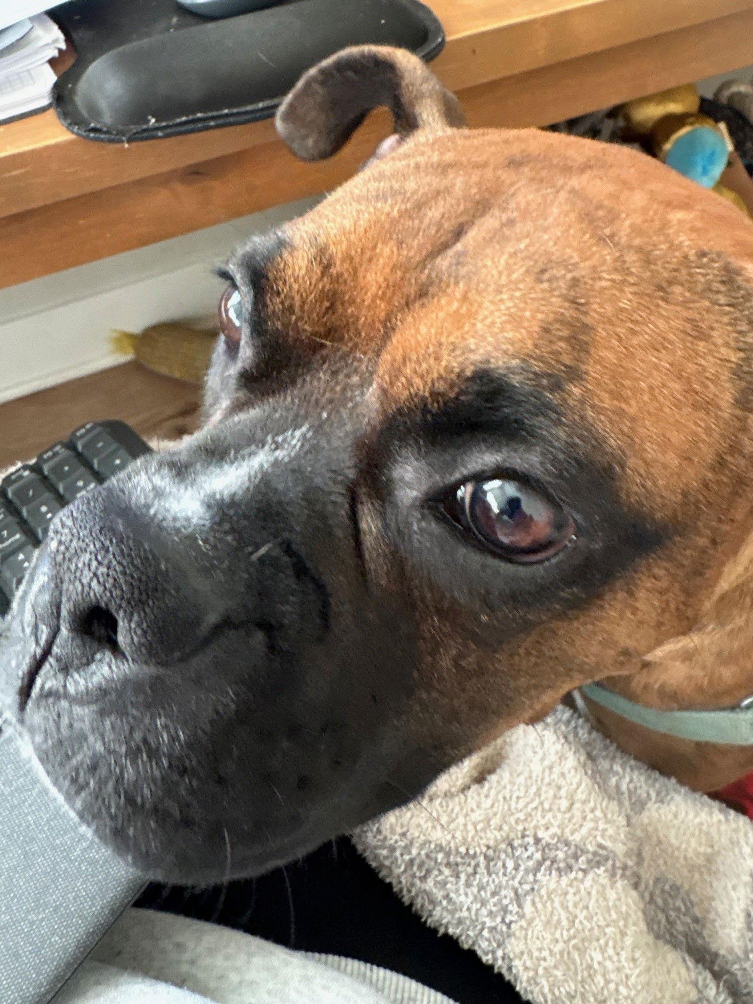 Enlarge Satchmo *Adoption Pending*, a Adoptable Boxer in Woodbury, MN image 2/3
