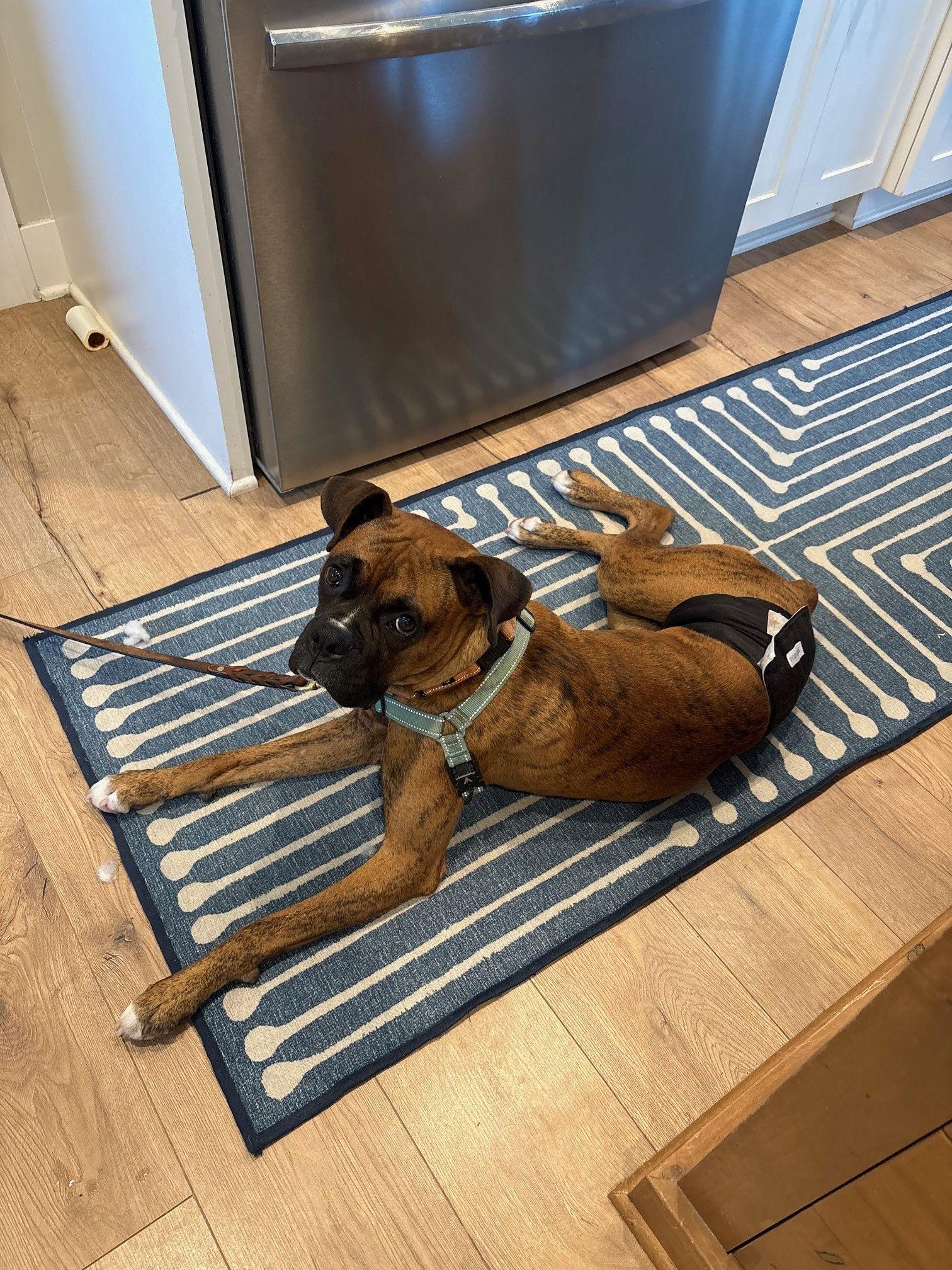 Enlarge Satchmo *Adoption Pending*, a Adoptable Boxer in Woodbury, MN image 3/3