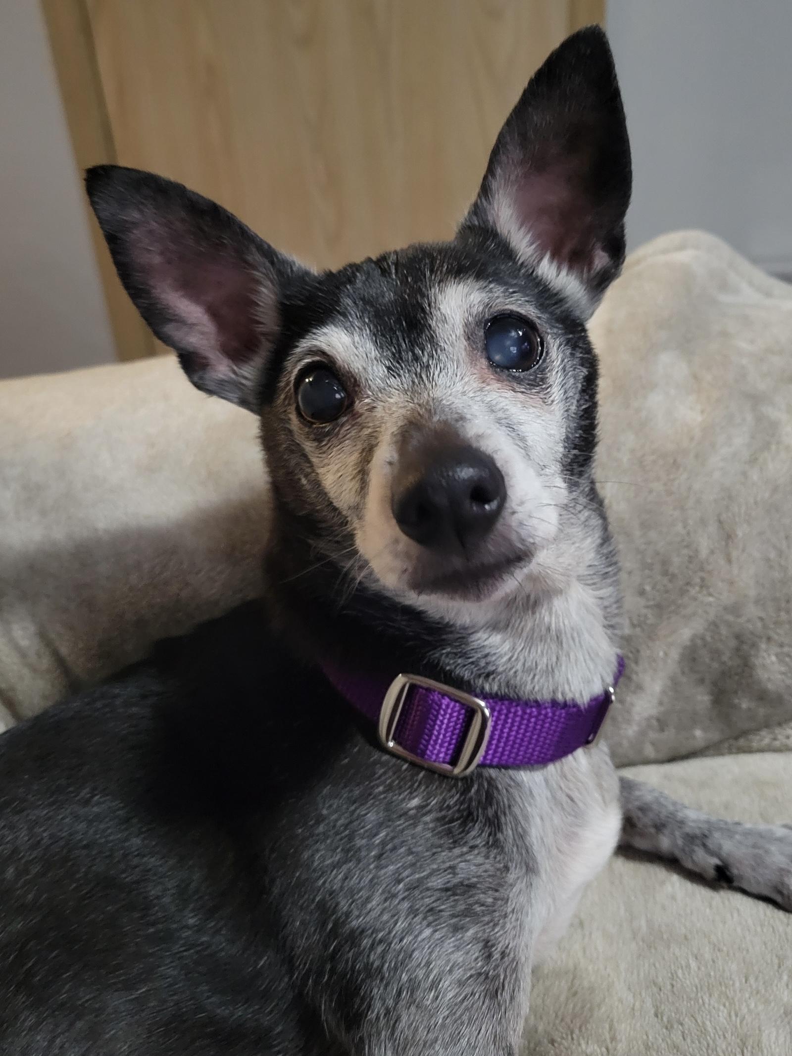 Brock, ADOPTABLE, Senior Male Chihuahua.