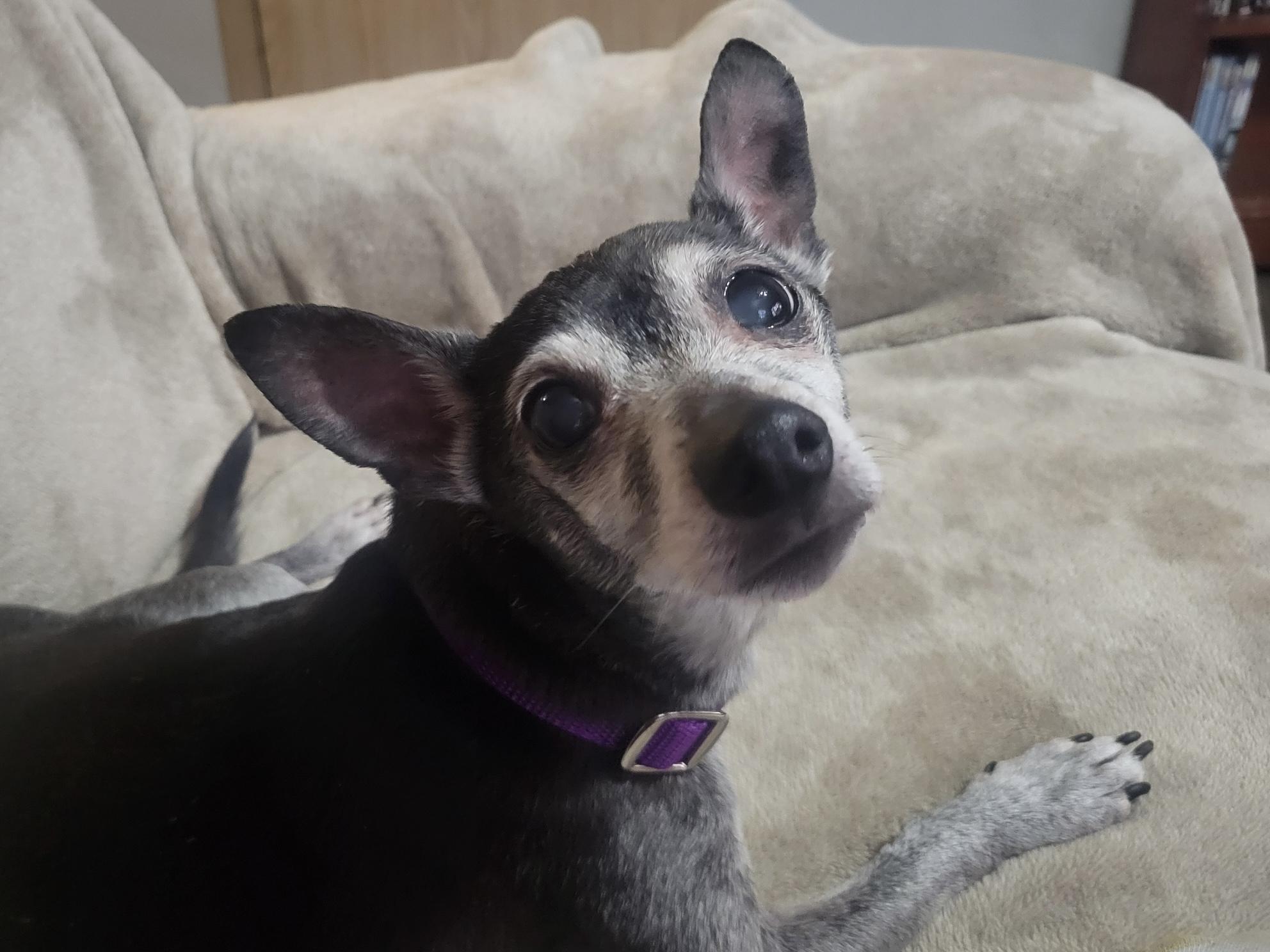 Enlarge Brock, a ADOPTABLE mixed breed in Silvana, WA image 2/2