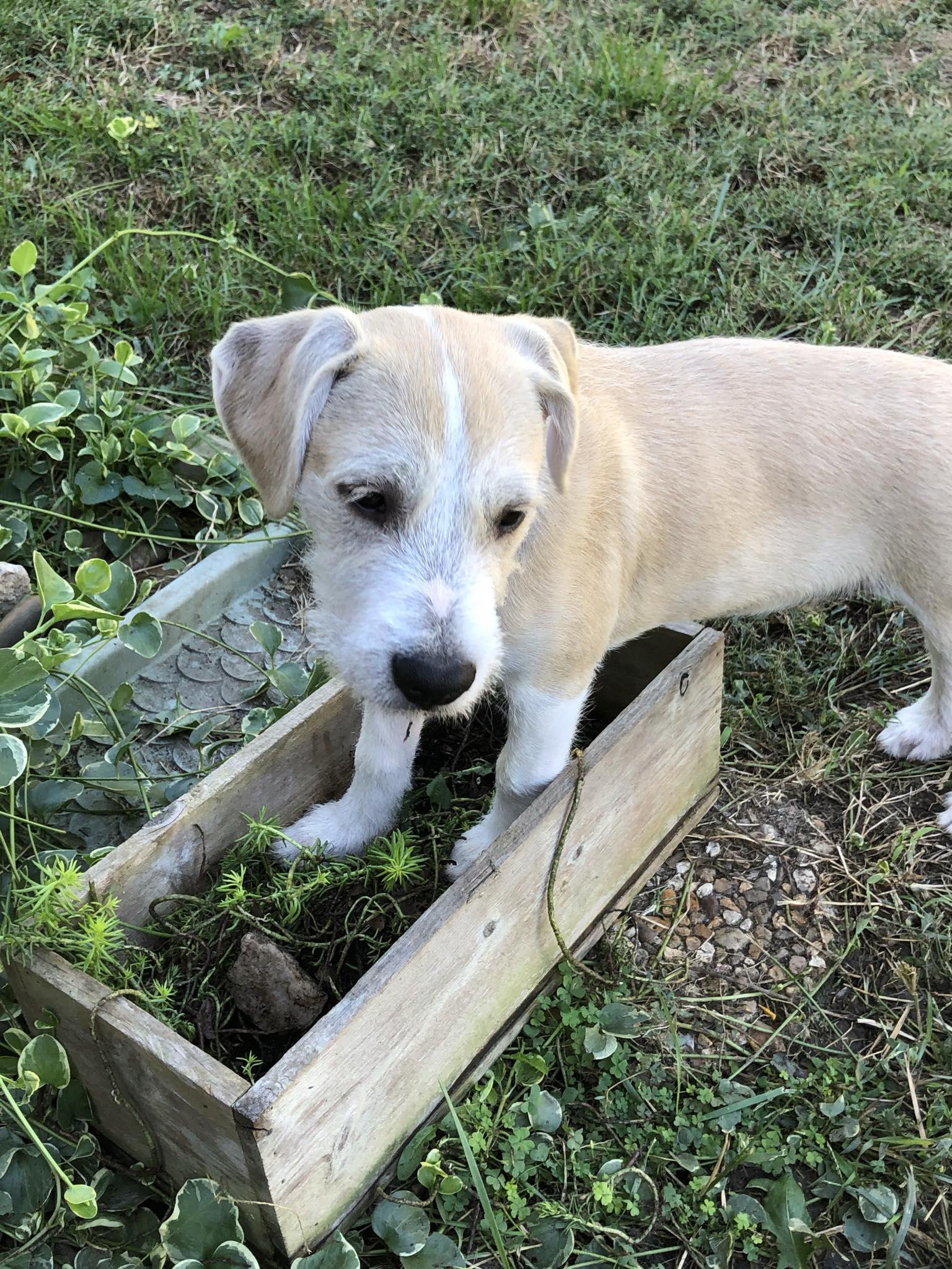 Luke, a Adoptable mixed breed in Overland Park, KS image 1/5