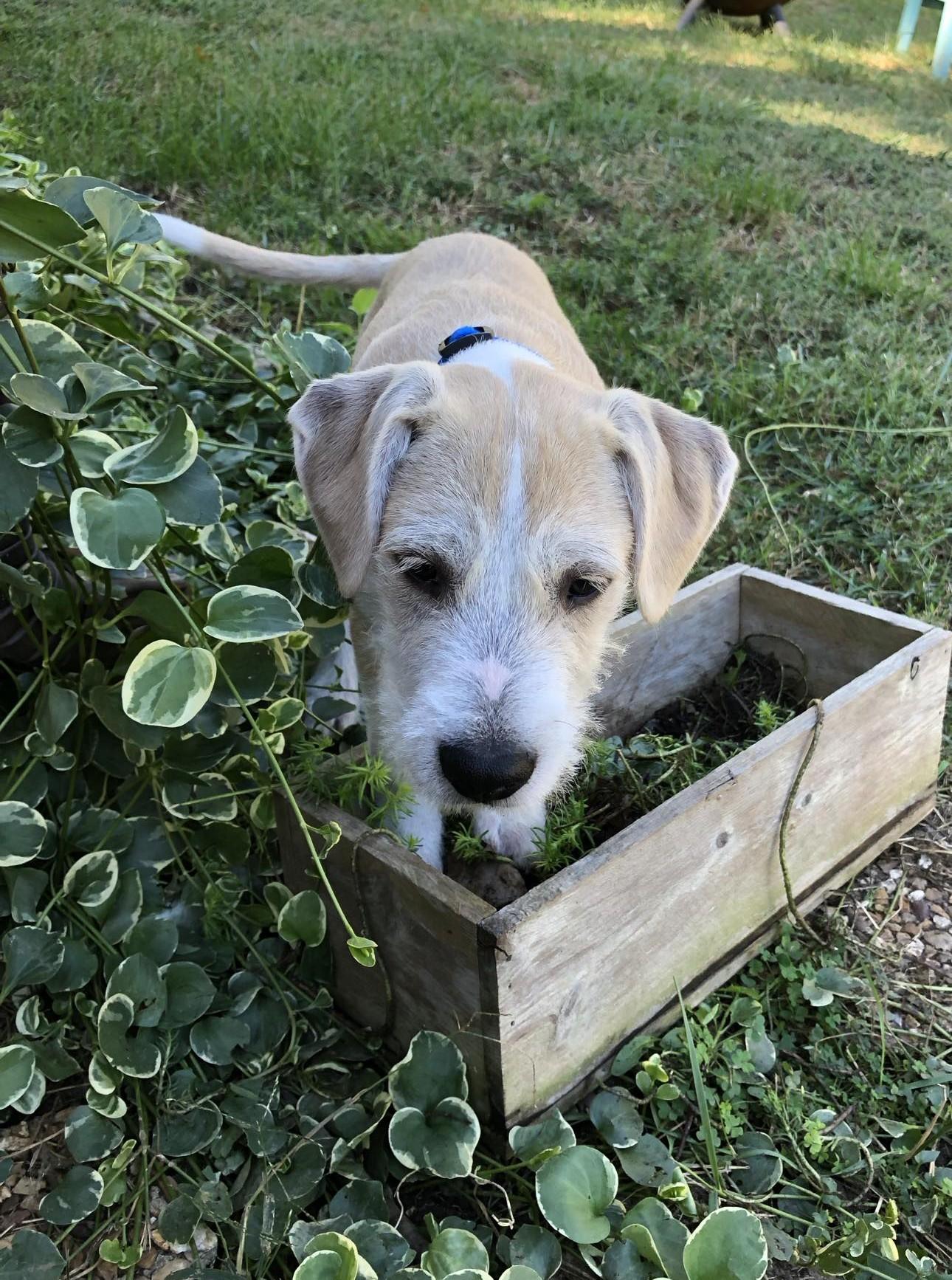 Luke, a Adoptable mixed breed in Overland Park, KS image 3/5